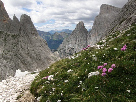 A green meadow  with flowers in the Italian dolomitesの写真素材