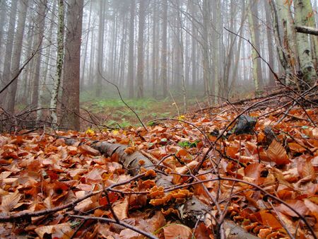    Autumn colors in Strandja Natural Parkの写真素材