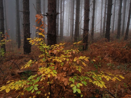Autumn colors in Strandja Natural Parkの写真素材