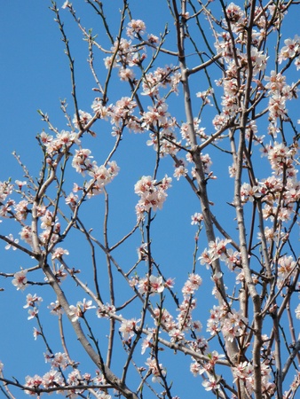 Blossoming cherry tree branches on a blue sky backgroundの写真素材