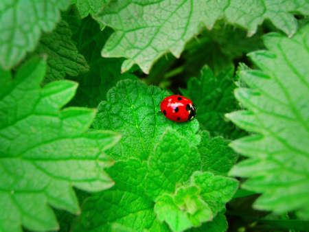 Bright red lady-bird on green foliage    