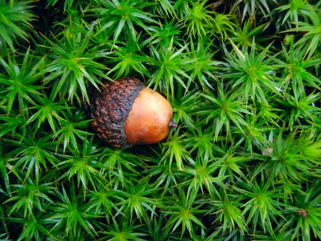 An acorn on a green moss backgroundの写真素材