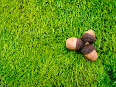 Three acorns on a green moss backgroundの写真素材