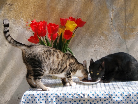 Two cats eating from a plate on a table      の写真素材