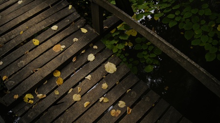 Yellow fallen leaves on a wooden bridgeの写真素材