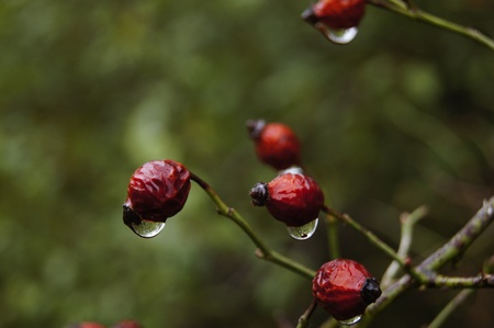 Wet rose-hips with drops of water after an autumn rainの写真素材