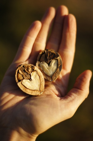 Heart shaped nuts on handの写真素材