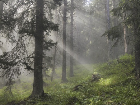 Rays of sun light in a misty forestの写真素材