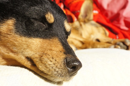 Two small dogs relaxing in the sun