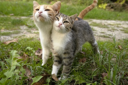 Two kittens leaning on eachother together as friendsの写真素材