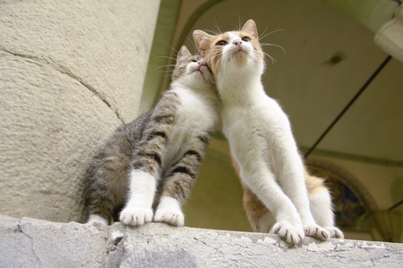 Two kittens sitting together and leaning on eachother as friendsの写真素材