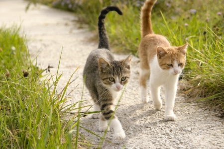Two kittens going for a walk together in the garden