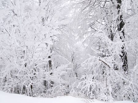 Picturesque winter forest with branches covered in snowの写真素材