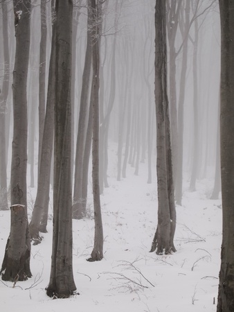 Tall thin winter trees in snowy forestの写真素材