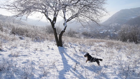 Little dog jumping on snowy hillside with mountainous village backdropの写真素材