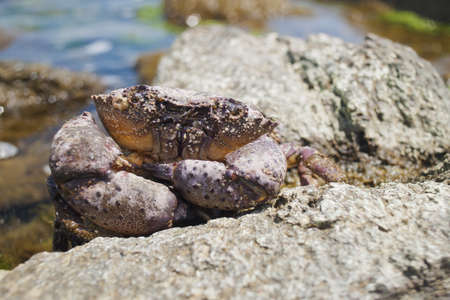 Black sea cancer standing on a rock warming in the sunの写真素材