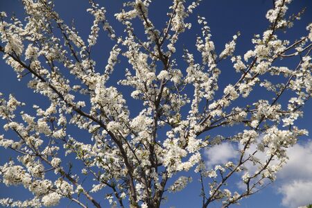 Blossoming plum trees on blue sky backgroundの写真素材