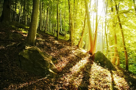 Bright sunlight shining through the trees in a wild green forest