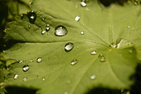 Dew drops on a green leaf in the forest