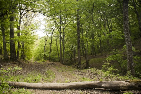 Fallen wooden trunk blocking the dirt road in a lush green spring forest 