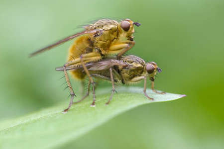 Two flies mating on a green leaf backgroundの写真素材
