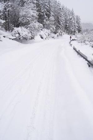 Girl and a dog walking on a snow covered country roadの写真素材