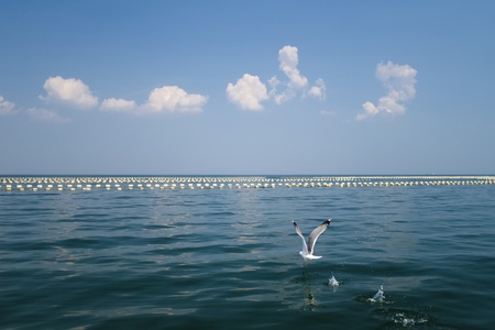 Seagull takes off from the sea against a serene and abstract seascape of horizontal buoysの写真素材