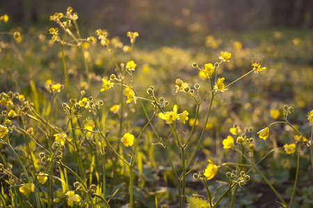 Wild yellow flowers against the setting sun backgroundの写真素材