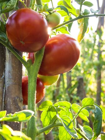 Homegrown organic tomatoes still growing on a tomato plantの写真素材
