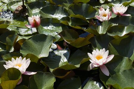 A garden pond with blossoming pink water liliesの写真素材