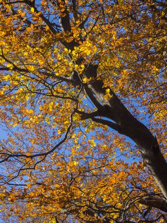 Golden color of autumn leaves against deep blue skyの写真素材