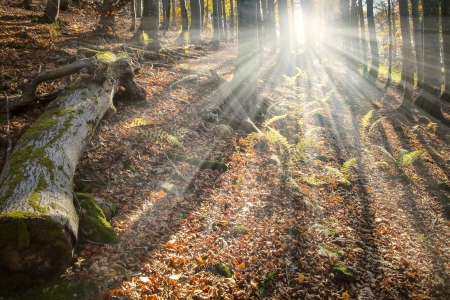 Celestial beams of light shining through the trees in an old natural forestの写真素材