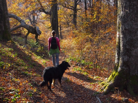 A girl walking with her dog enjoying the rich colors of autumn forest in the mountainsの写真素材