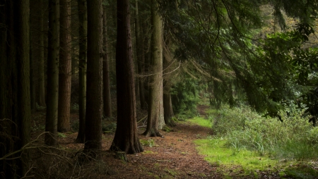 Dark mystical quiet coniferous forest with feeling of solitudeの写真素材