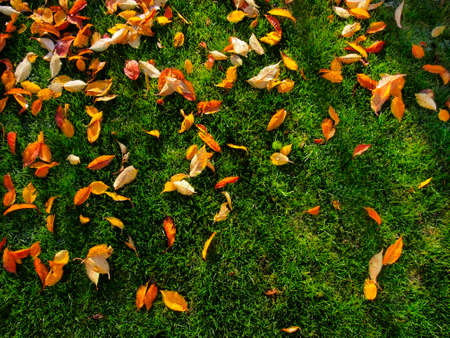 Colorful autumn leaves fallen on the green grassの写真素材