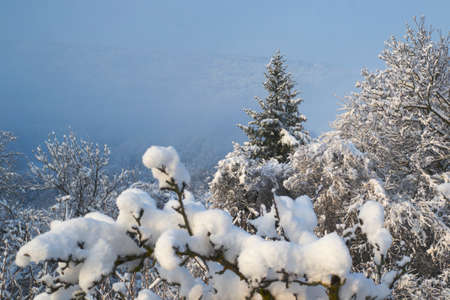 Fresh snow covering trees and branches on a winter morningの写真素材