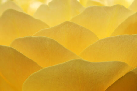Beautiful yellow rose in full bloom closeupの写真素材