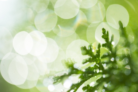 Dreamy bokeh and green branches with dew drops in morning light.の写真素材