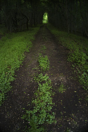 Dark sullen forest road with trees forming a tunnel over it and light at the end.の写真素材