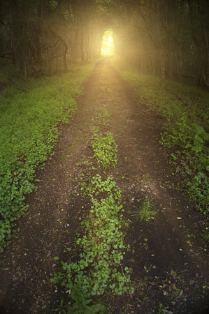 Dark sullen forest road with trees forming a tunnel over it and light at the end.の写真素材