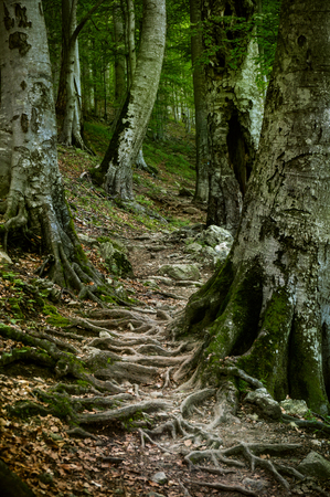 Trail going over a network of the roots ancient beech trees in a natural forest.の写真素材
