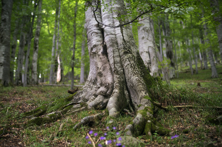 Ancient beech tree in a preserved mature forest.の写真素材