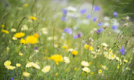 Wild flowers in a mountain meadow in the summer.の写真素材