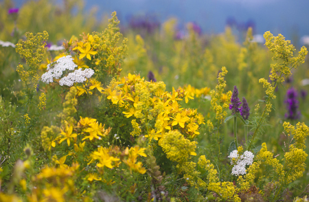 Colorful variety of wild mountain flowers and herbs in bloom.の写真素材