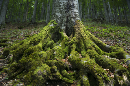 The powerful roots of an ancient beech tree rooted firmly in the ground.の写真素材