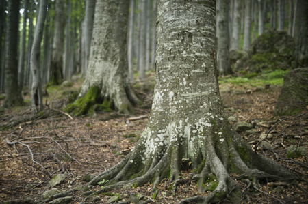 Tree trunk in a mature beech forest.の写真素材