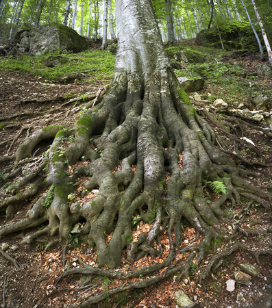 The powerful roots of an ancient beech tree rooted firmly in the ground.の写真素材