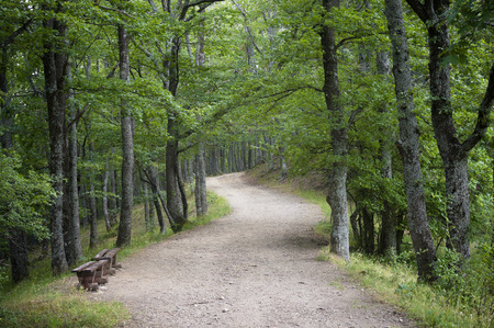 Windy dirt road going through the forest.の写真素材