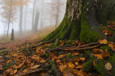 Close-up of a tree trunk in a mystical foggy forest in autumn colours.の写真素材