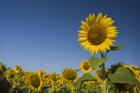 Healthy big sunflower heads in full bloom on a clear sunny day.の写真素材